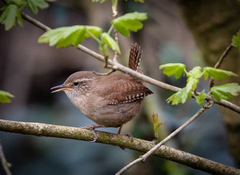 Wren Eurasian Jenny Free Photo On Pixabay Pixabay