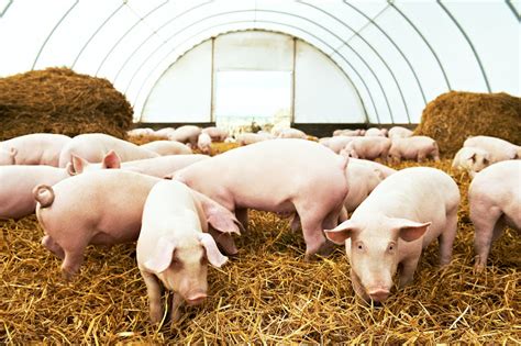 Pig Farm Alert African Swine Fever Detected In Gauteng