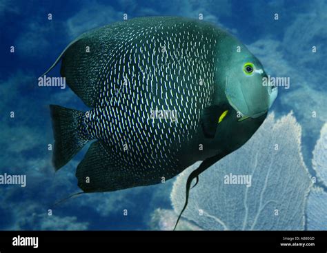 french angelfish pomacanthus paru stock photo alamy