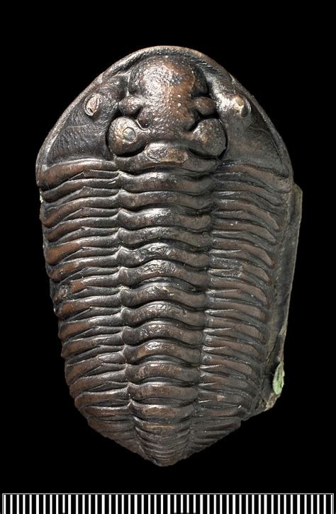 Calymene Trilobite Fossil Photograph By Natural History Museum London