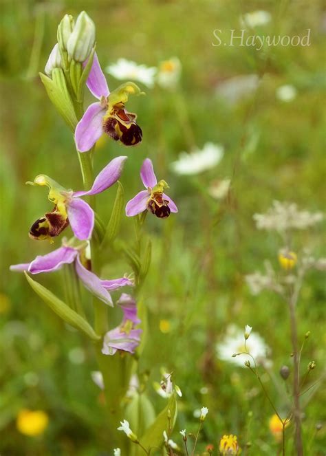 Beautiful Bee Orchids in the Burren.. - Doll's Cottage B&B