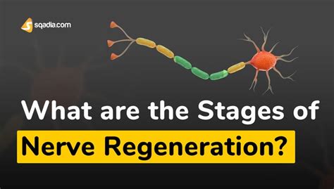 What Are The Stages Of Nerve Regeneration