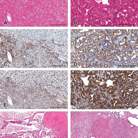 Body And Liver Weights In C57bl6 Mice Ab Download Table