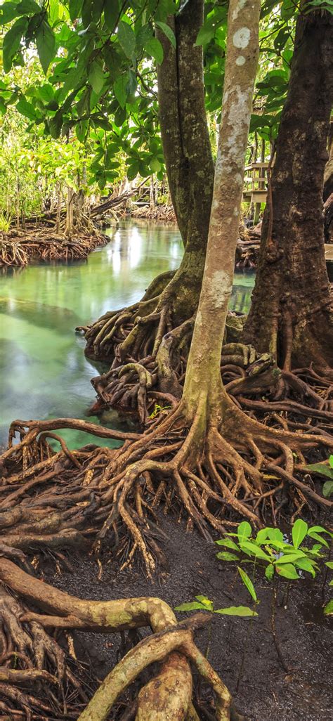 Fondos De Pantalla Bosque Tropical Río árboles 3840x2160 Uhd 4k Imagen