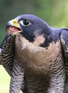 Feasting on Prey: What Do Falcons Eat? - Ask About Birds