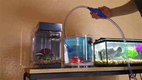 How To Do A Water Change On A Betta Aquarium Tank Youtube