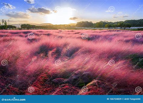 The Sunset Of Muhlenbergia Capillaris Pink Muhly Grass Gyeongju South