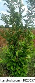 Indian Guava Tree Leaf Fruits Indian Stock Photo 1823657225 | Shutterstock