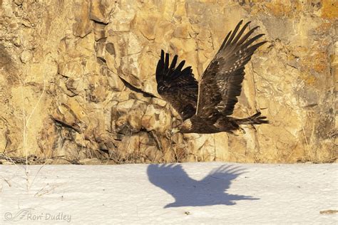 Golden Eagle In Flight Feathered Photography