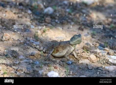 A Common Agama Agama Agama Female Lizard In Namibia Stock Photo Alamy
