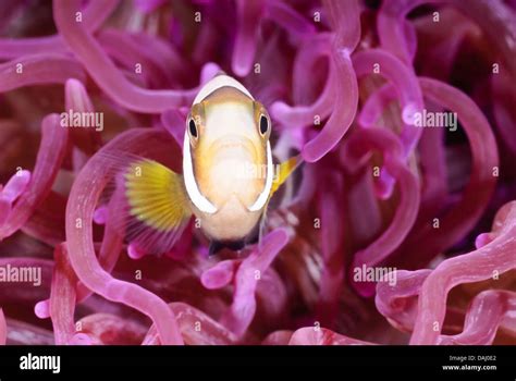 Juvenile Clark S Anemonefish Amphiprion Clarkii Lembeh Strait