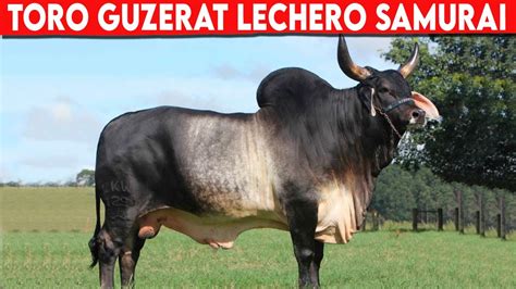 Toro Guzerat Lechero Samurai Los Mejores Toros Guzerat Gado Gir