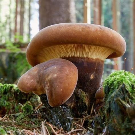 Inky Cap Mushrooms Identification Foraging And Cooking Mushroom