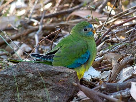 60 best Neoféma tyrkysová - Neophema pulchella - Turquoise Parrot ...