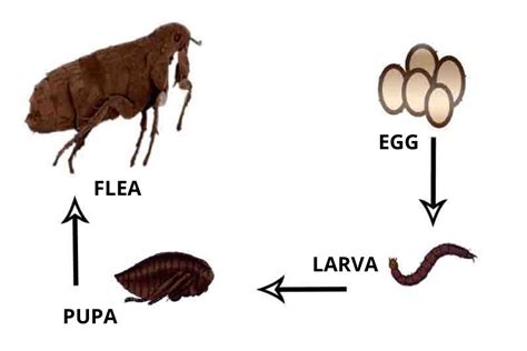 Do Fleas Lay Eggs On Dogs How To Find And Remove Them