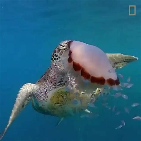 From Natgeowild Amazing Footage Of A Turtle Enjoying A Stinging