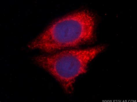 NEUROD1 Monoclonal Antibody 3E10F1 CoraLite594 Proteintech 100 μL