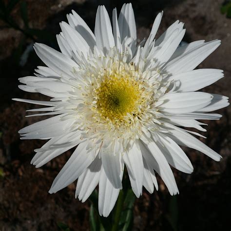 Leucanthemum x superbum Wirral Supreme Kæmpemargurit Krysanthemum