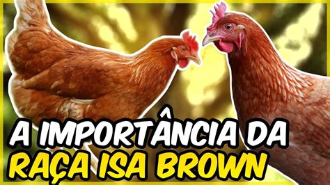 GALINHA POEDEIRA ISA BROWN ENTENDA A SUA IMPORTÂNCIA YouTube