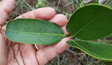 Salacia Crassifolia Mart Gdon