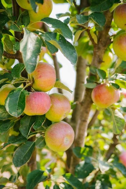 Big Apples On Trees In The Orchard Autumn Seasonal Harvest Red Ripe