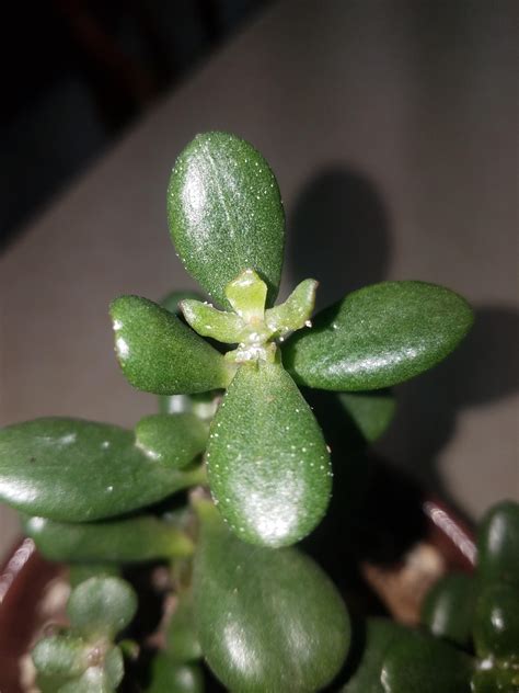 Can Anyone Tell Me What These White Spots On My Jade Are R Succulents