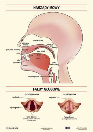 NARZĄDY MOWY UKŁAD ODDECHOWY plansza edukacyjna Eduksiegarnia pl