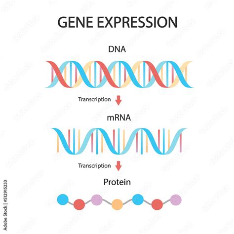 DNA replication, RNA, mRNA, protein synthesis, translation. Biological ...