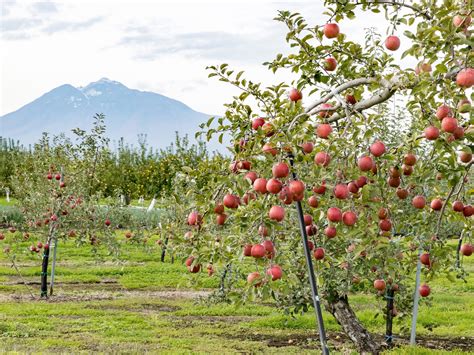 See Japan's Surprising Sand Dunes | National Geographic