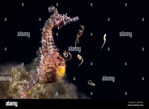 Male Seahorse Giving Birth 