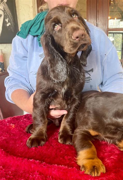 Field Spaniel Puppies For Sale - AKC PuppyFinder