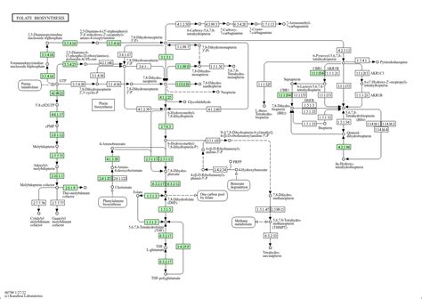 Kegg Pathway Folate Biosynthesis Arabidopsis Thaliana Thale Cress