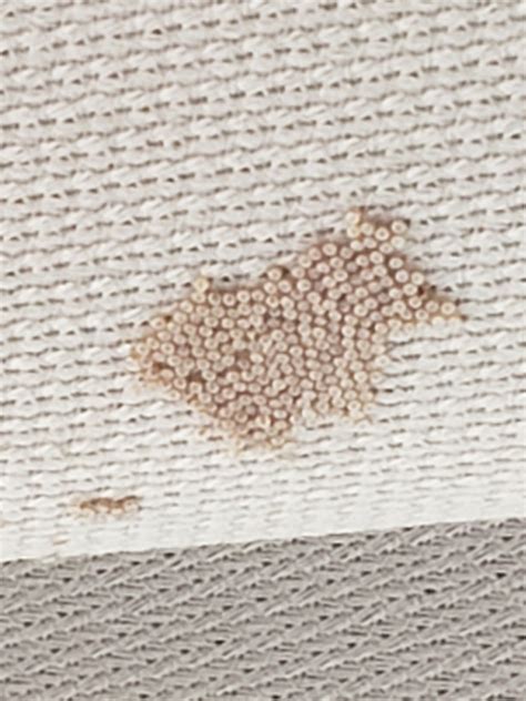 Identifying Insect Eggs? | ThriftyFun