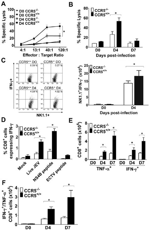 Nk And Cd8 T Cell Responses In Ccr5 And Ccr5 2 2 Mice