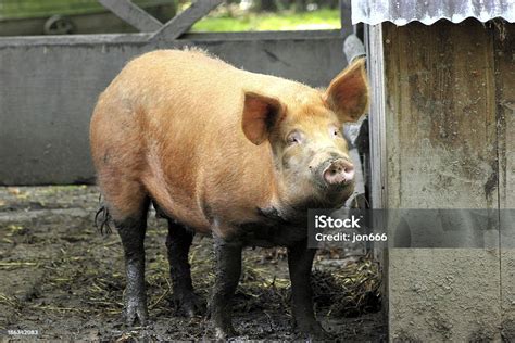 Tamworth Pig Stock Photo - Download Image Now - Agriculture, Animal Body Part, Black Color - iStock