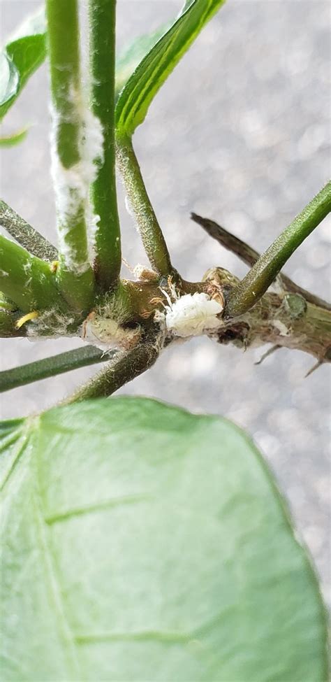 Little White Flying Bugs On Plants