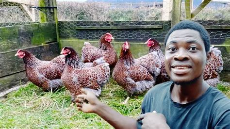 Beginners Guide On How To Start Poultry Farming Layers Farming