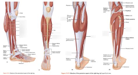 Lower Extremity Muscles Labeled