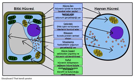 Bitki Ve Hayvan H Creleri Storyboard Par Tr Examples