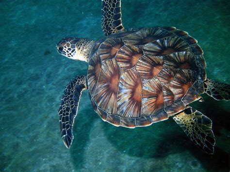 Hawksbill Sea Turtle Shell Pattern