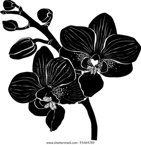 Orchid Branch Silhouette Isolated On White Stock Vector Royalty Free