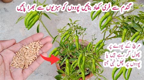 One Of The Best Fertilizer For Plant Make Easy And Free