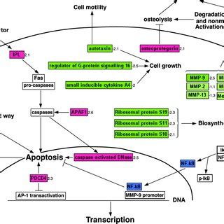 Effects Of Genistein On Pathway Related Gene Expression Analyzed And