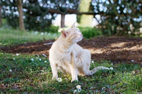 Problemas Comunes De La Piel En Los Gatos Causas Y Tratamientos Cats