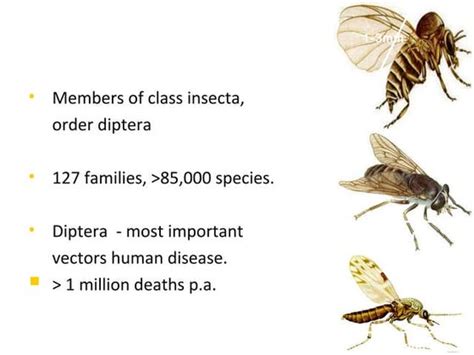 Entomology Ppt