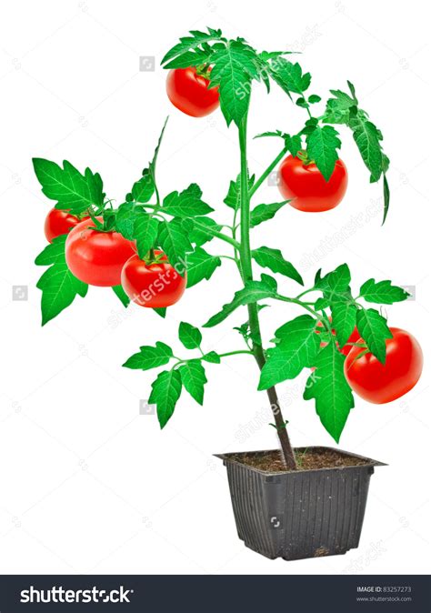 Tomato shrub clipart 20 free Cliparts | Download images on Clipground 2024