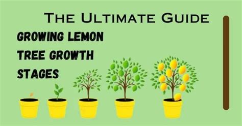 The Complete Guide To Lemon Tree Growth Stages