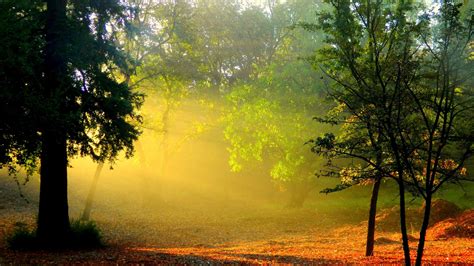 Wallpaper Sunlight Forest Nature Branch Morning Mist Wilderness