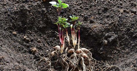 Propagating Dahlia Tubers: How To Start and Propagate Dahlia Flowers