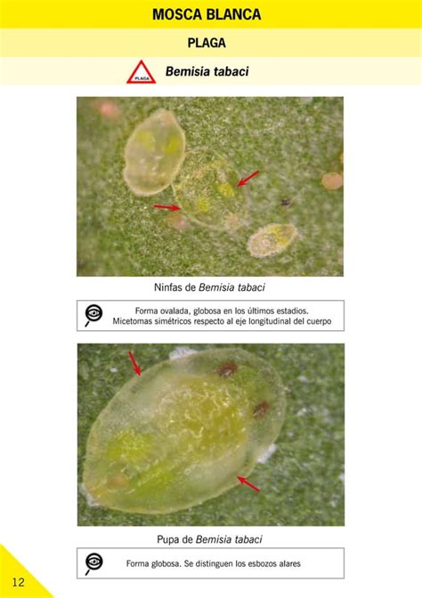 Guía Ilustrada De Plagas Y Enemigos Naturales En Invernaderos Pdf